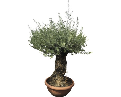 Olijfboom bonsai Olea europaea H 130-150 cm Ø 90 cm schaal