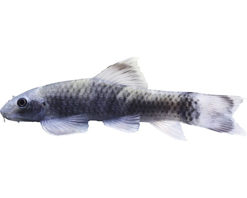 Vis Algeneter (Hommel) - Garra flavatra