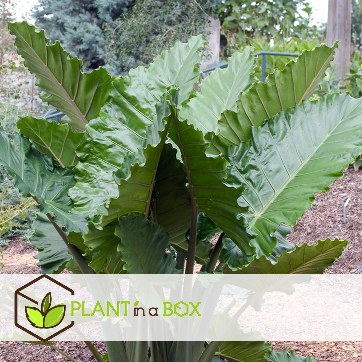 Alocasia 'portodora' - xxl - pot 32cm - hauteur 110-120cm