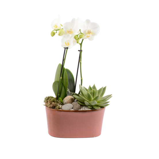Compo Orchidée phalaenopsis et echeveria, cache-pot D20xH40cm