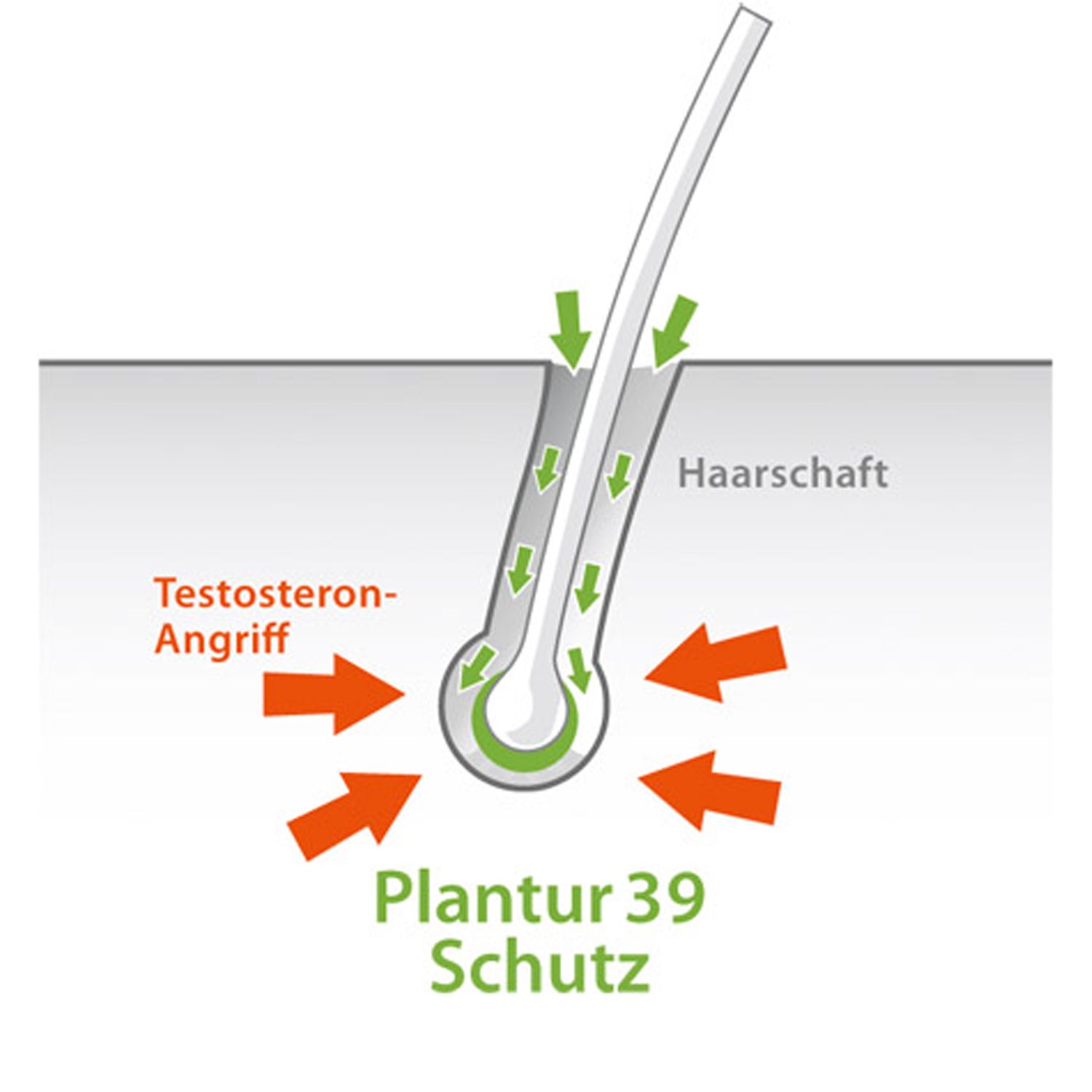 Plantur 39 Phyto-Coffein-Shampoo speziell für coloriertes und strapaziertes Haar
