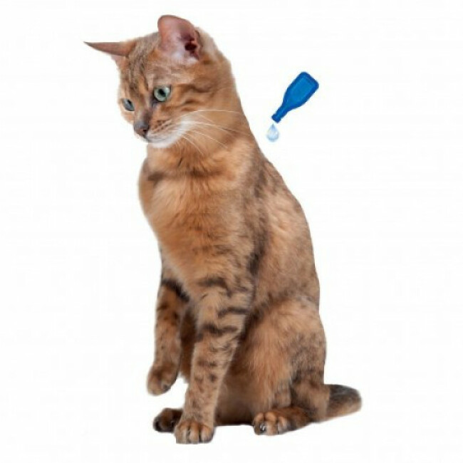 Pipettes calmantes pour chat à base de Valériane