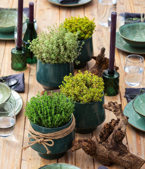 Dehner Gourmet Garten Kugelthymian