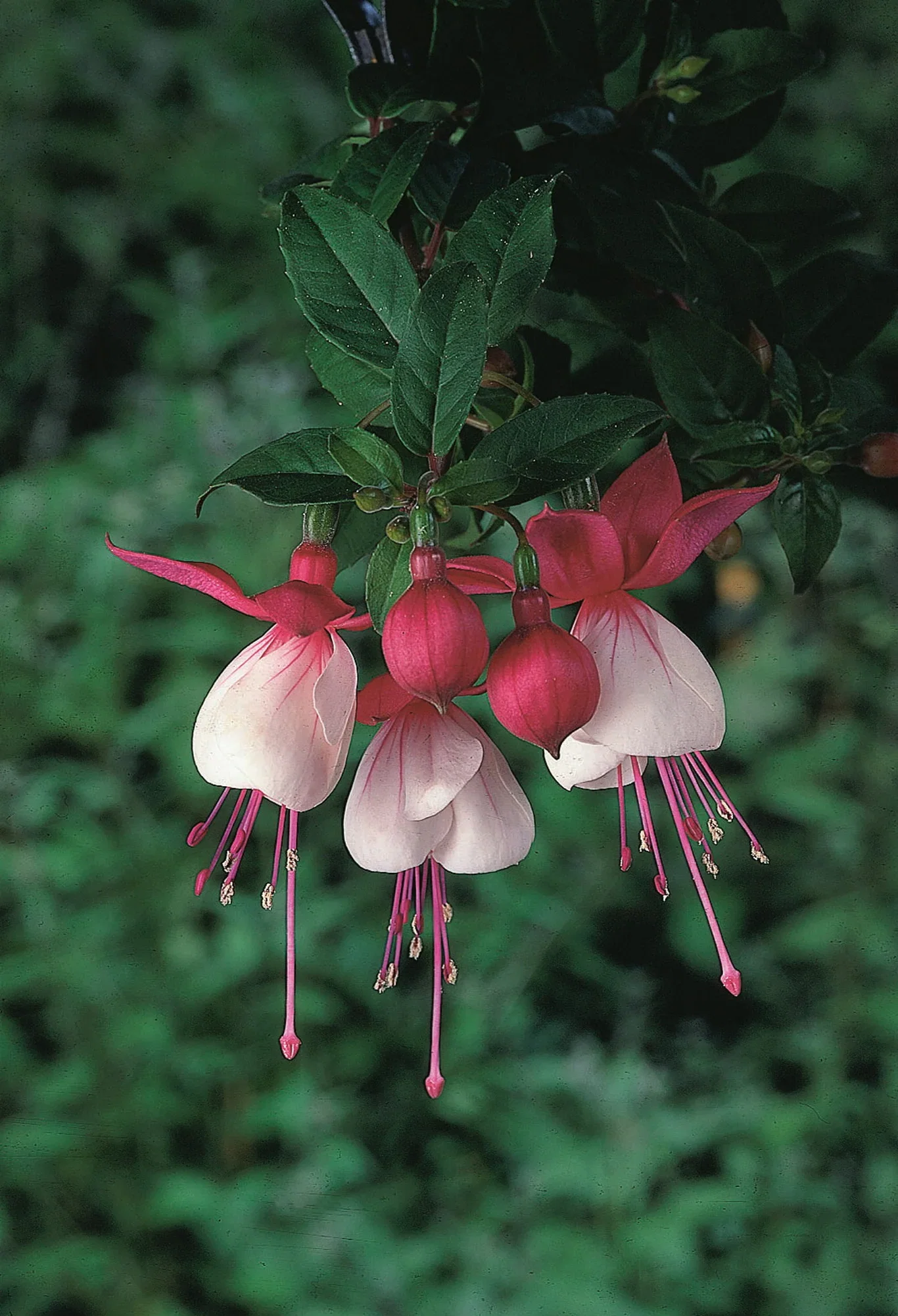 Fuchsia Fuchsia stikling Ø6 cm