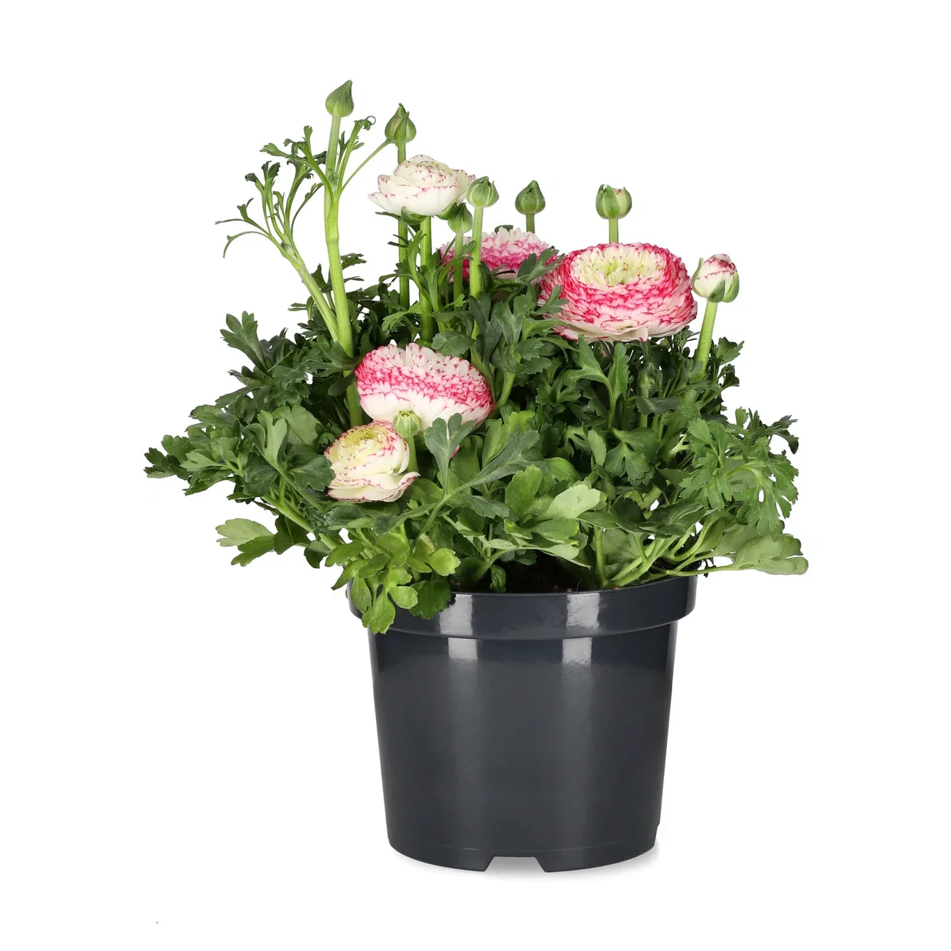 Ranunculus asiaticus ‘Sprinkles® Pink Bicolor' Ranunkel 'Sprinkles Pink Bicolor' Ø17 cm
