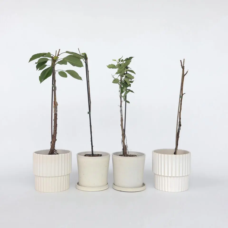 Mix fruitzuilen - Set van 8 - Malus, Pryus, Prunus - Hoogte 60-70cm - ⌀9cm