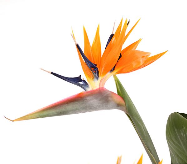 Paradiesvogelblume