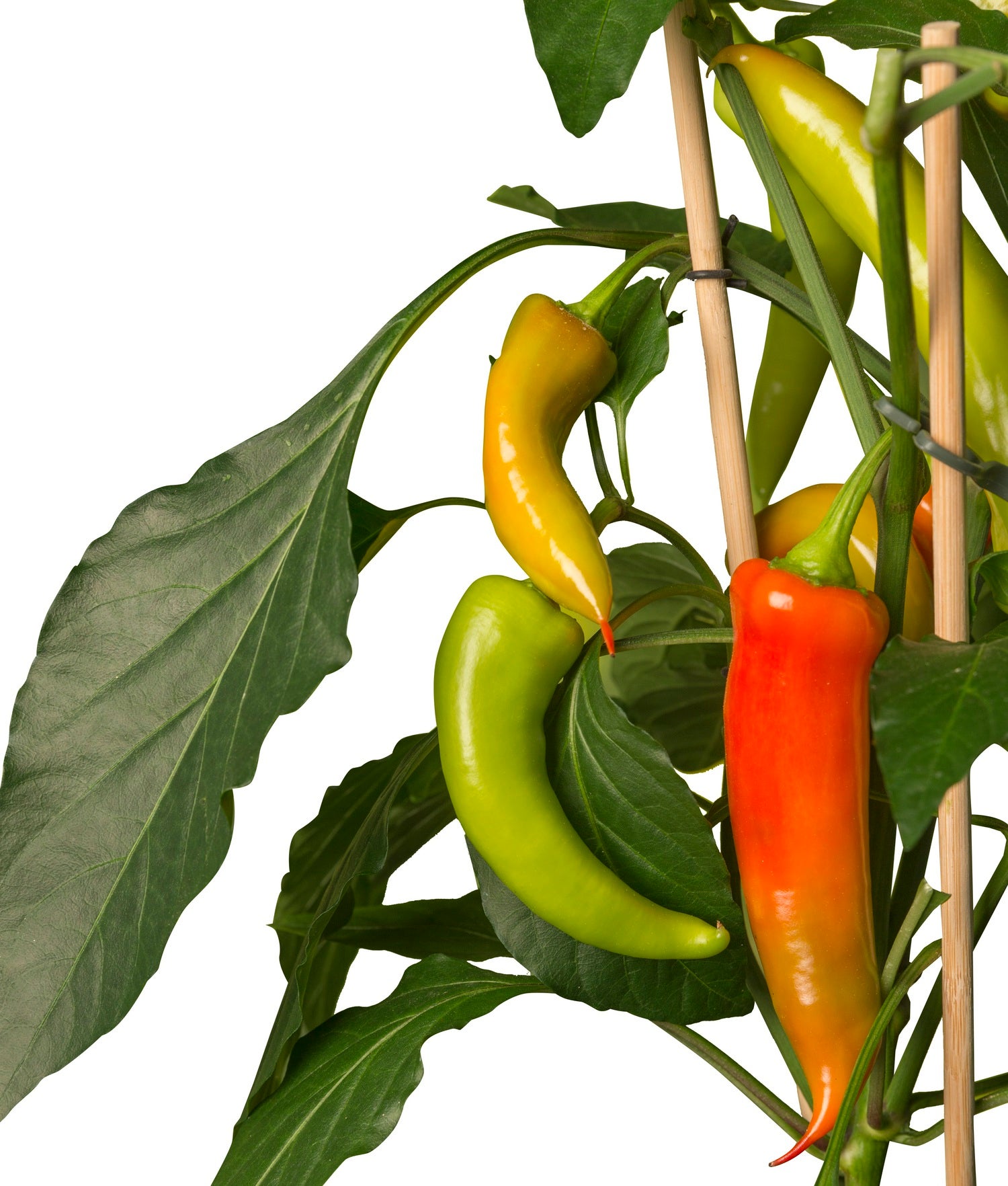 Pick-&-Joy Plukpeper mild (Capsicuum Anuum) D 14 H 40 cm