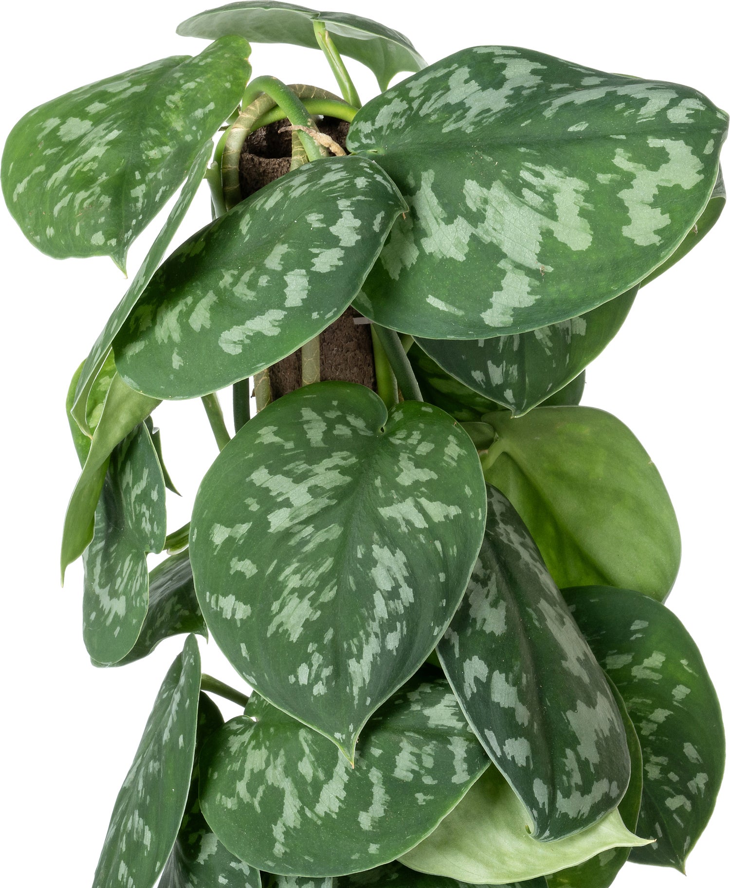 Scindapsus op duurzame klimstok (Scindapsus pictus 'Trebie') D 14 H 50 cm