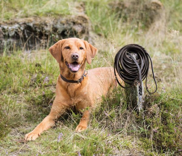 Trixie Schleppleine Rustic Fettleder, 10 m,