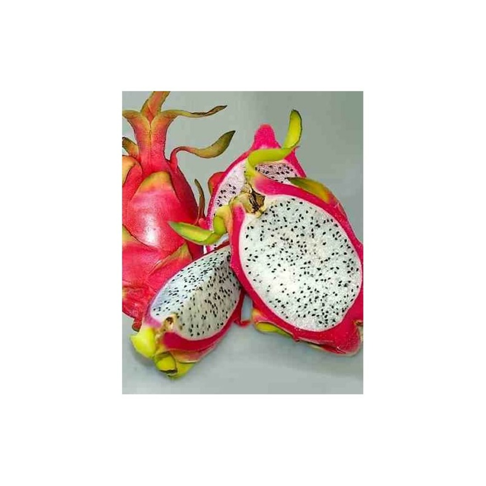 Pitaya adulte hylocereus undatus (pitaya ou fruit du dragon) jaune - taille pot de 25l - 180/200cm