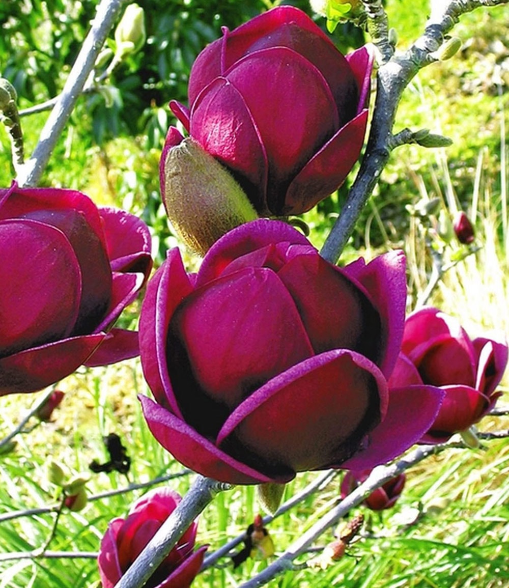 Magnolien-Sortiment zum Vorteilspreis