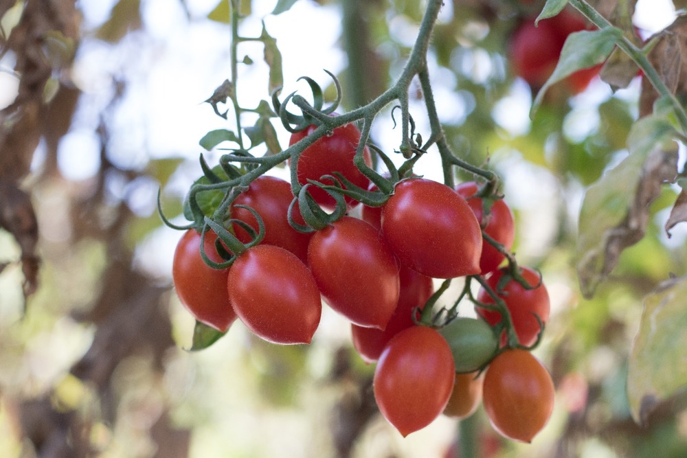 Jardin dans le sac - bio - tomate - roma - 15 graines - solanum lycopersicum