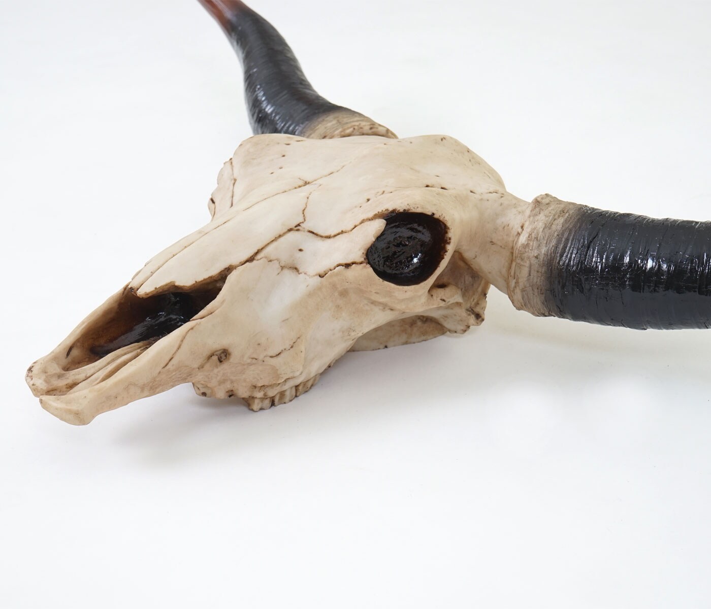 Deko Schädel 75cm MCW-A14, Polyresin Stier Bulle Longhorn Kopf Trophäe, In-/Outdoor natur
