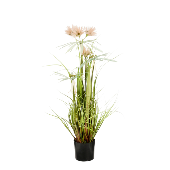 Herbe panaché en pot rose - H.80xD.35cm