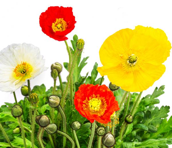 Island-Mohn