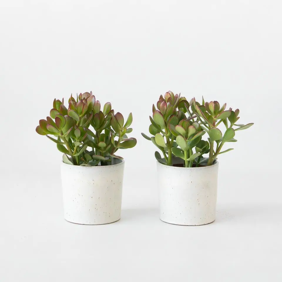 Geldboom - Set van 2 - Crassula ovata - Hoogte 15-25 cm - ø 12 cm