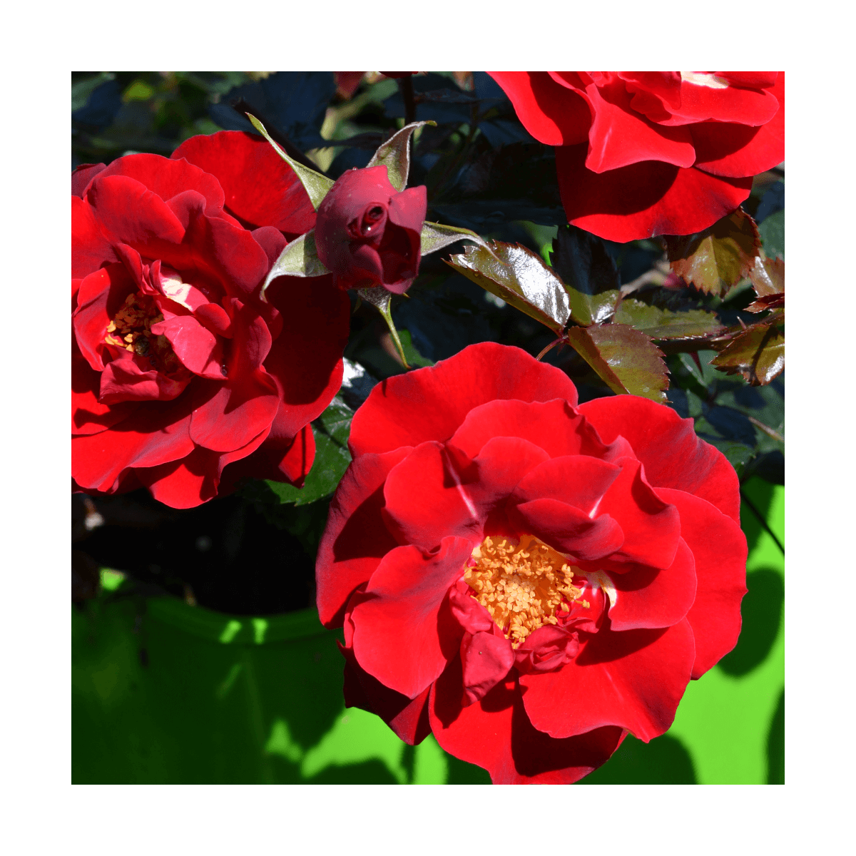 Rosier arbustif decorosier® new vesuvia® 'noa 71680'/rosa decorosier® new vesuvia® 'noa 71680'[-]pot de 2 l - 40/60 cm