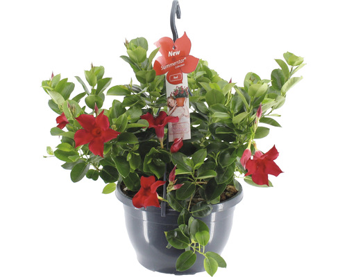 Dipladenia, trechtervormige bloemenhangmand FloraSelf Dipladenia mandevilla 'Summerstar'® Ø 25 cm pot rood
