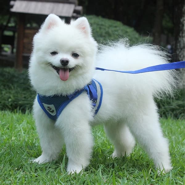 Reflekterende hundesele for liten middels hund - svart/L