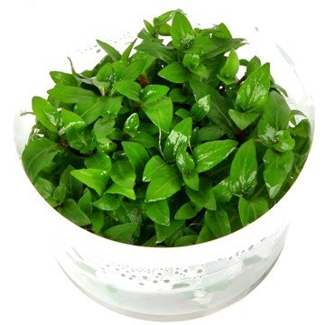 Waterplant Staurogyne Repens in-vitro | Aquariumplant