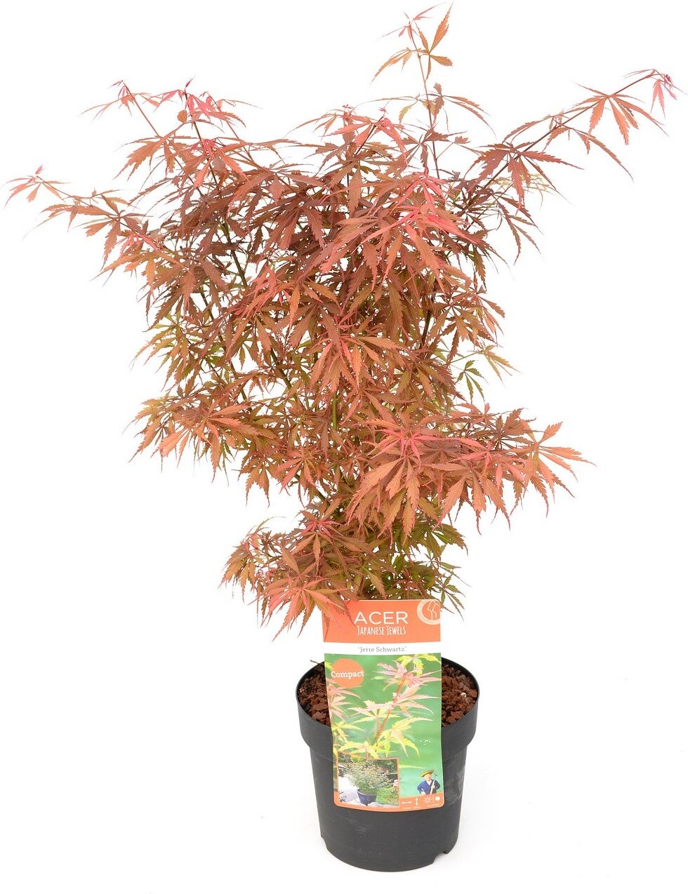 Japanse Esdoorn (Acer palmatum 'Jerre Schwartz') D 19 H 40 cm