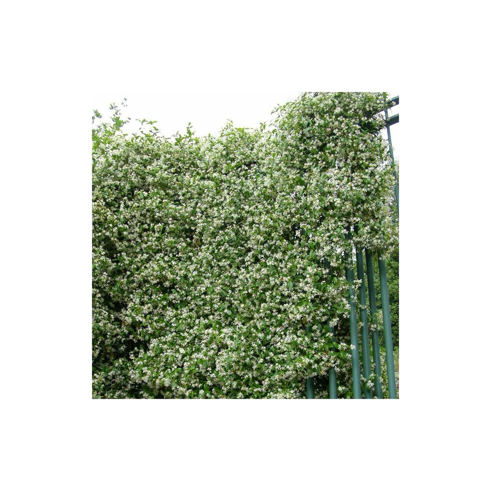 Jasmin étoilé winter ruby® 'trared'/trachelospermum winter ruby® 'trared'[-]godet - 5/20 cm
