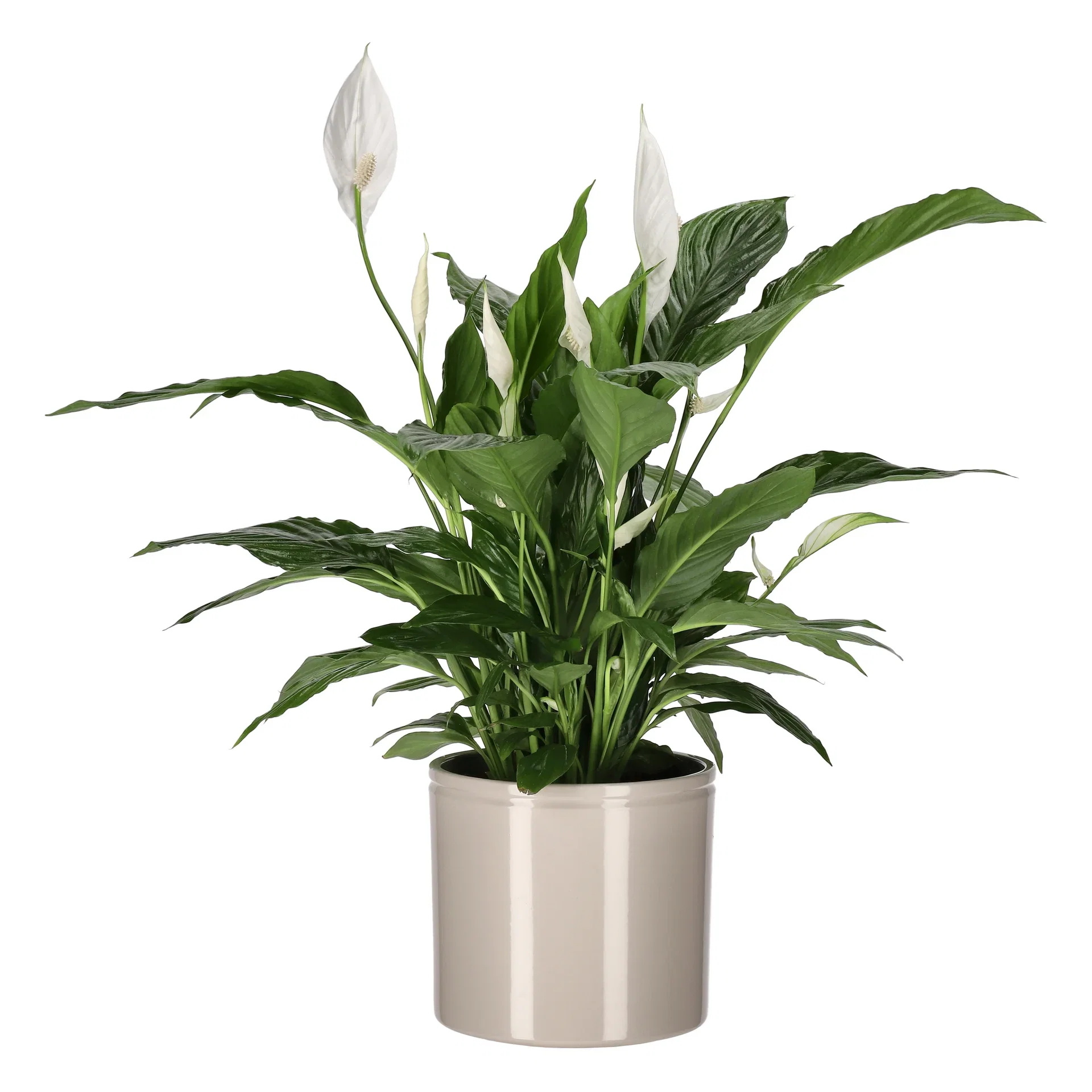 Spathiphyllum 'Verdi' Fredslilje 'Verdi' Høyde 70 cm