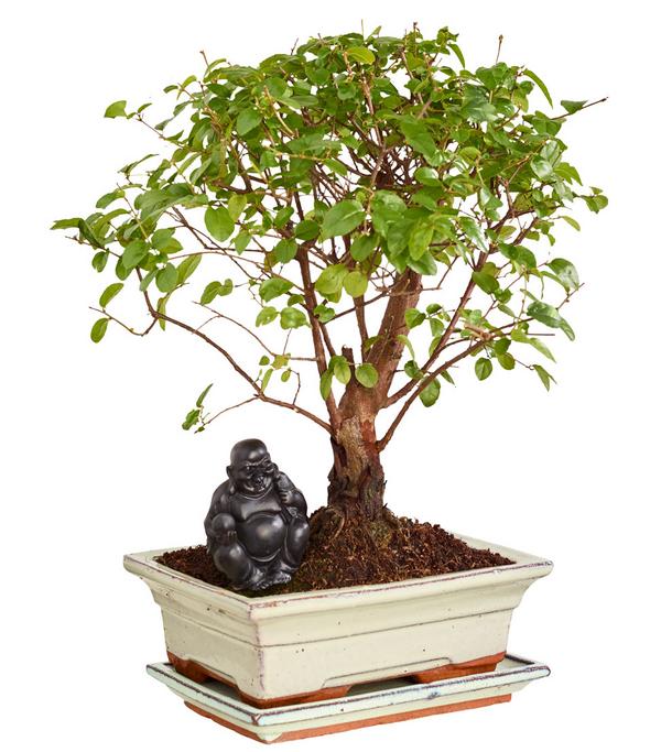 Bonsai mit Buddha, verschiedene Sorten