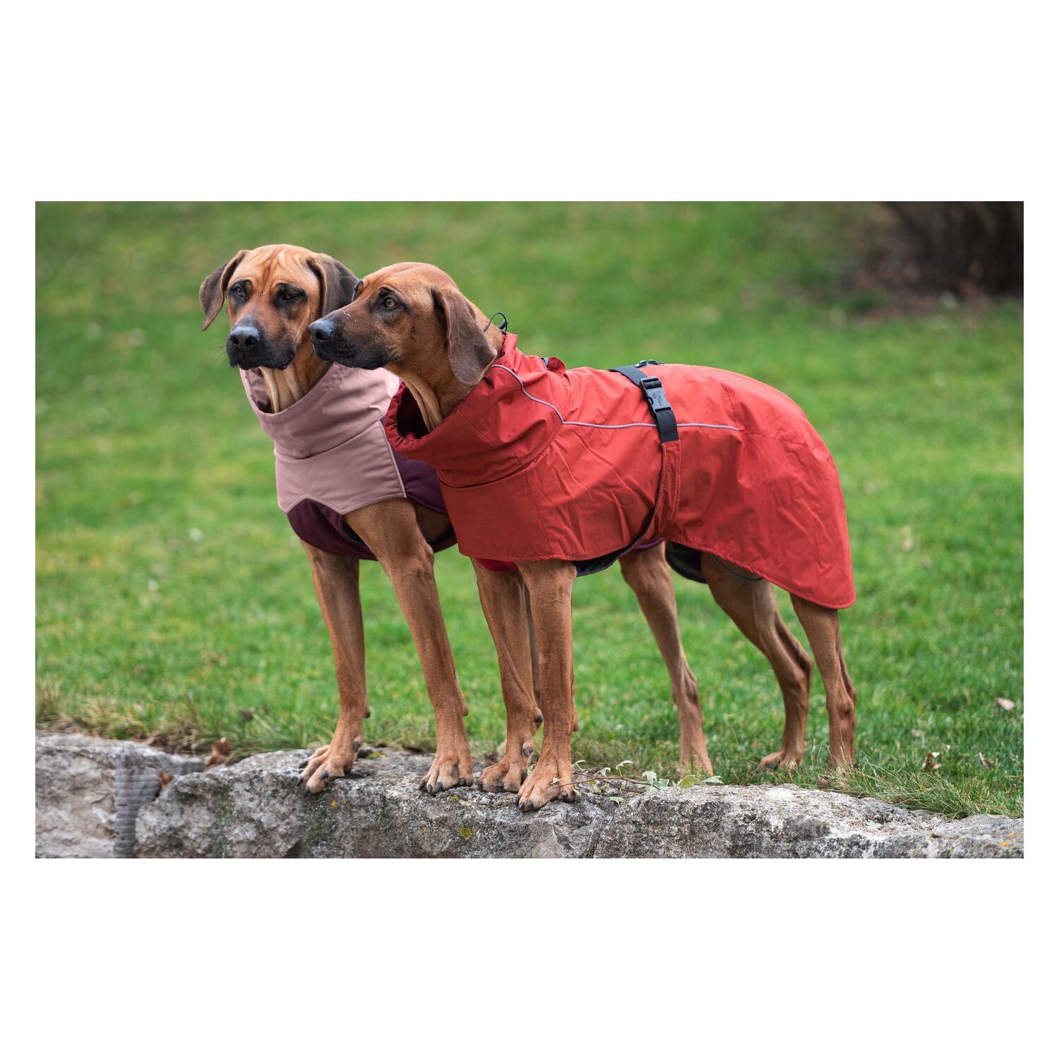 pawberry Hunde-Regenmantel Pleven  - ruby red