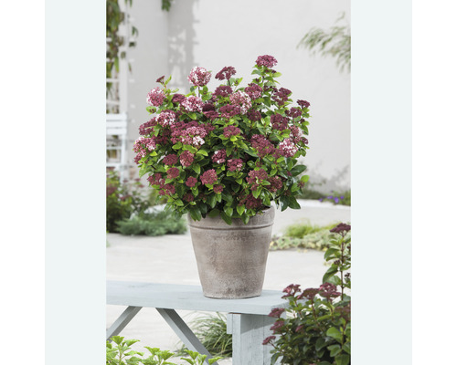 Mediterrane sneeuwbal (Viburnum tinus 'Lisarose') FloraSelf, H 30-40 cm, Co 6 L