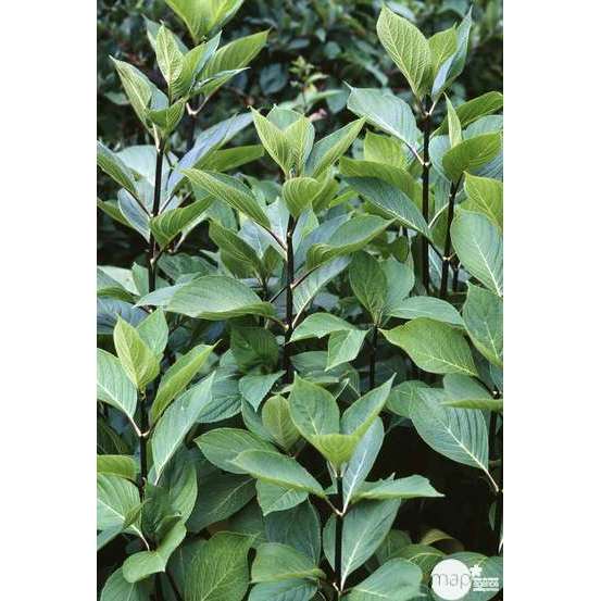Hydrangea nigra, ctr 3 L