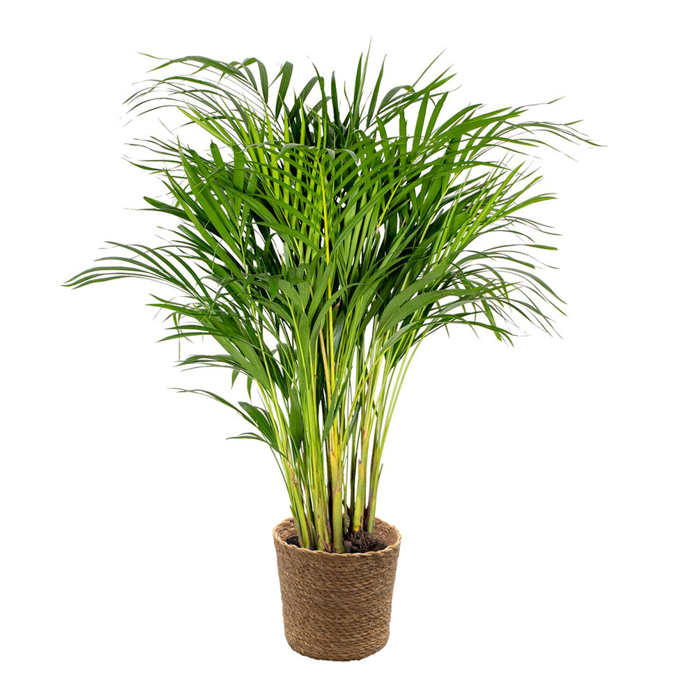 Dypsis lutescens incl. Panier en jonc de mer - palmier doré - ⌀20 cm - ↕90-100 cm