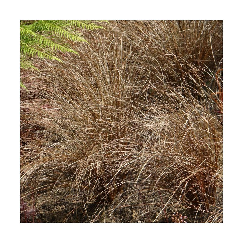 Laîche flagellée/carex flagellifera[-]godet