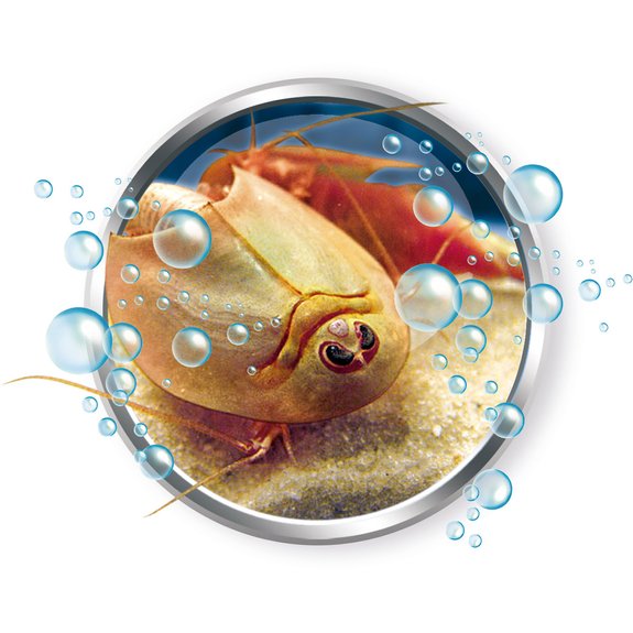 Mini Triops
