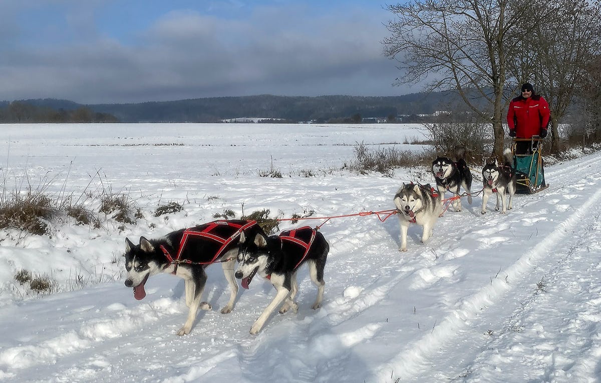 Husky Workshop Neumarkt