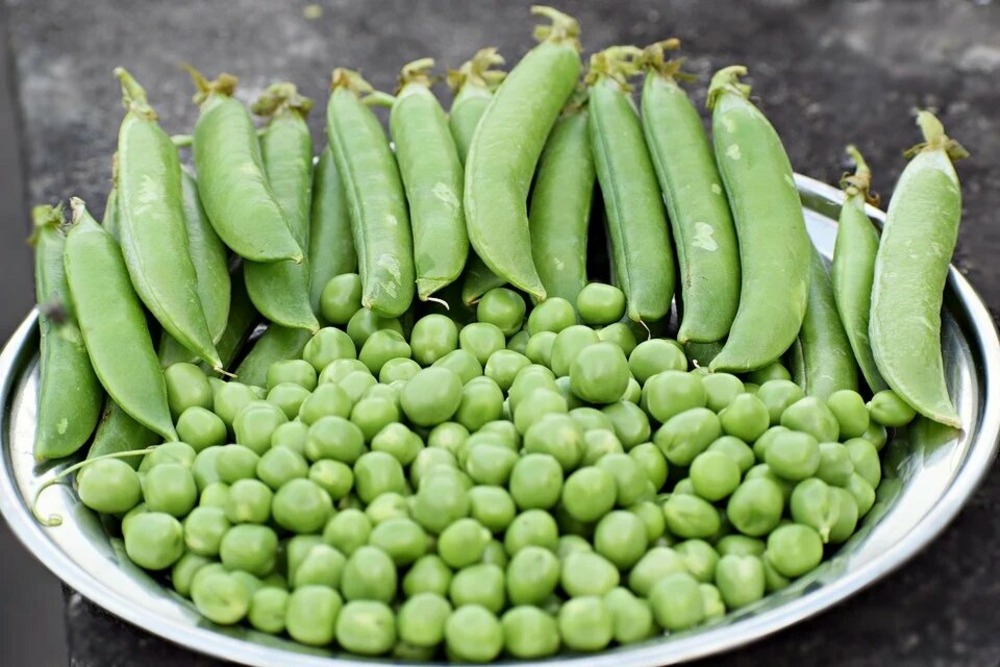 Sachet de graines de pois ( petit pois) nain petit provençale - sachet de 200 grammes - petite entreprise française - made in france