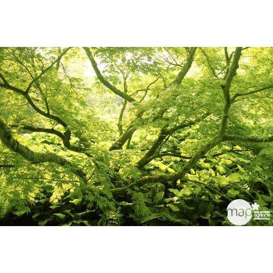 Acer japonicum : touffe, ctr 3 L - Variétés variables