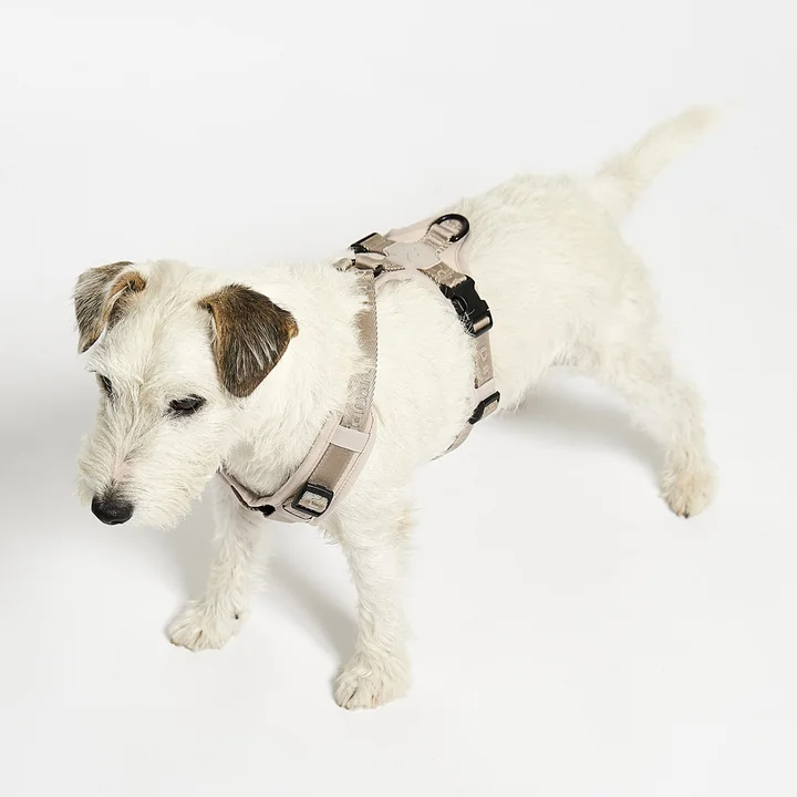 MiaCara - Modena Hundegeschirr XS, greige
