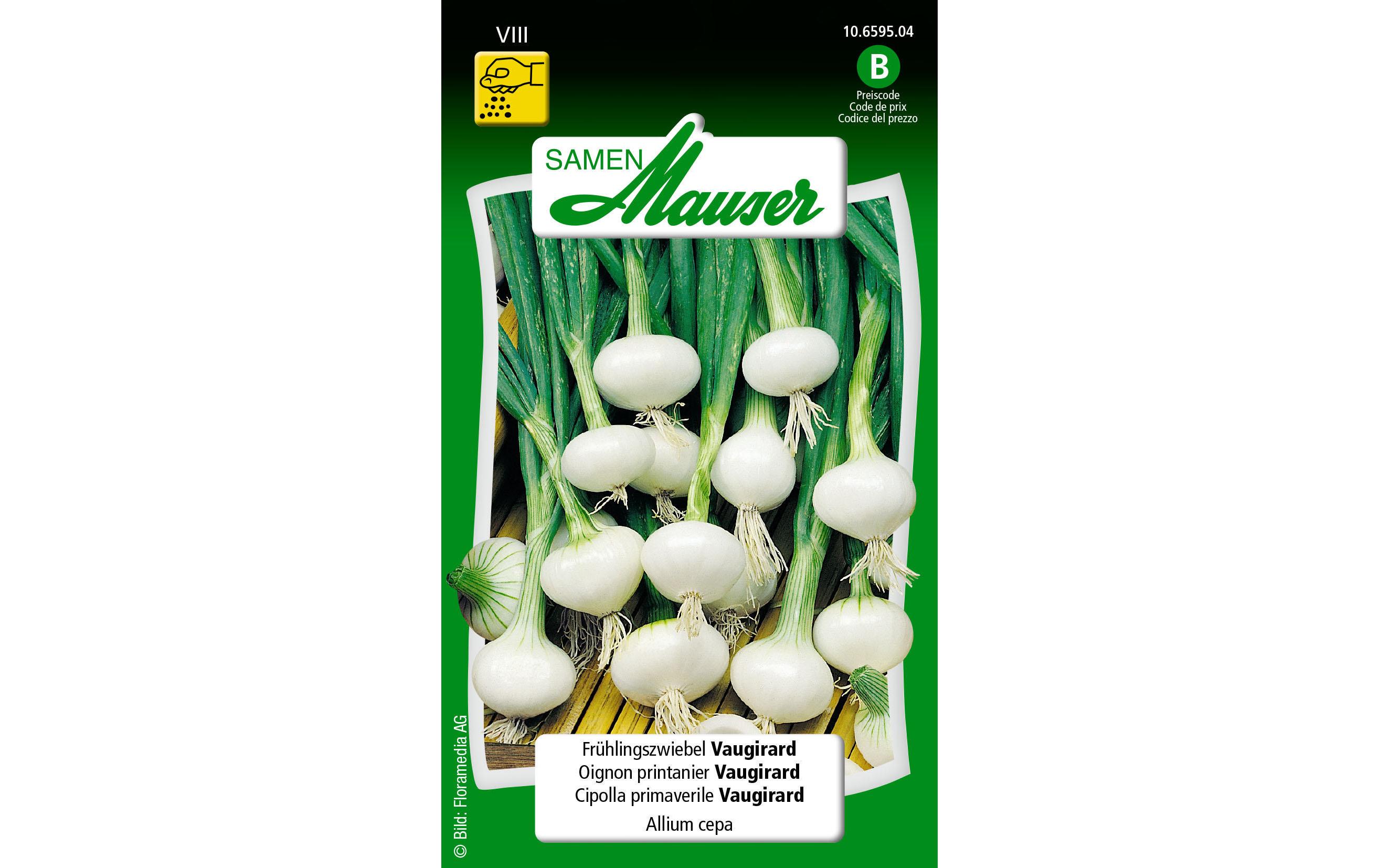 Samen Frühlingszwiebel VaugirardGemüsesamen