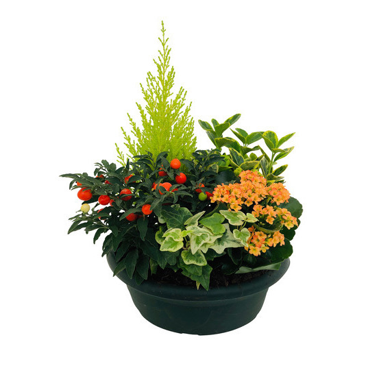 Compo 5 plantes, coupe plastique