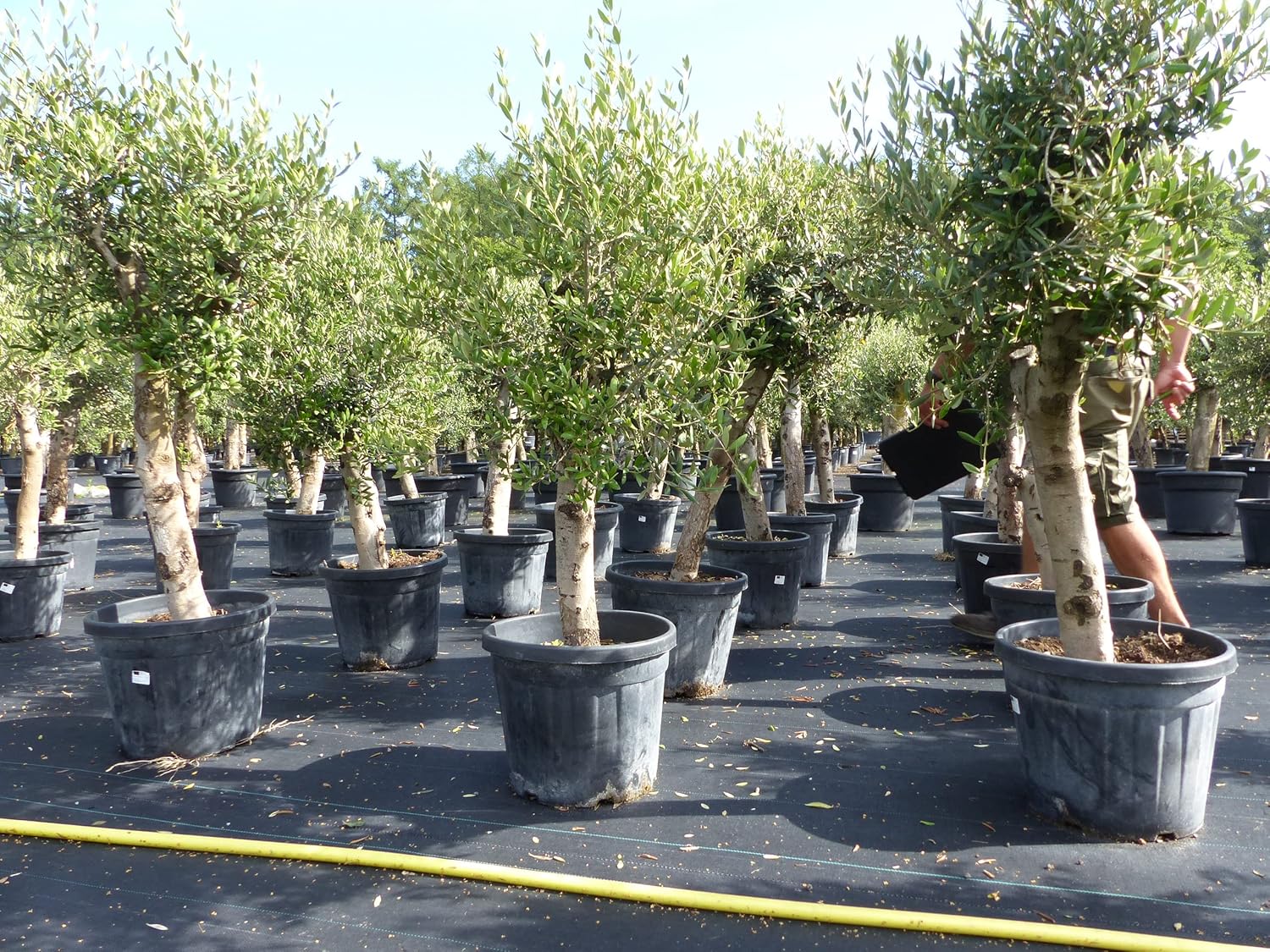 Olivenbaum Olive 'Angebot' 150-180 cm, beste Qualität, winterhart, Olea Europaea, dicke Stämme 20-35 cm Umfang