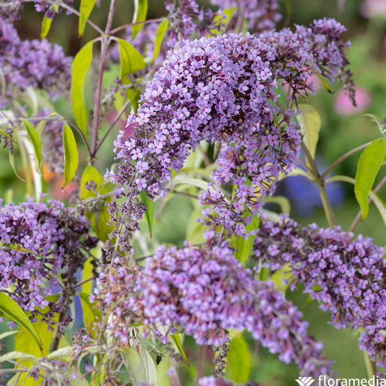 Buddleia, variétés variables - pot 5L