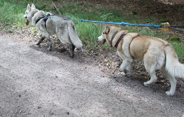 Husky-Trekking in Kulz - Wandern mit Huskies