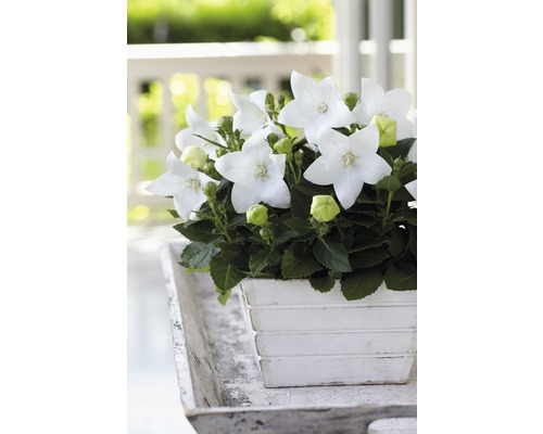 Ballonbloem FloraSelf Platycodon grandiflorus Ø 12 cm pot wit