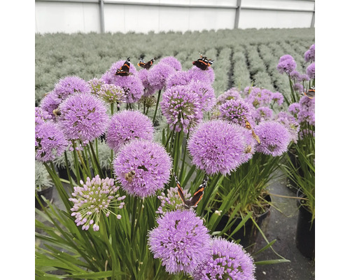 Sierui FloraSelf Allium 'Millenium' Co 3 L