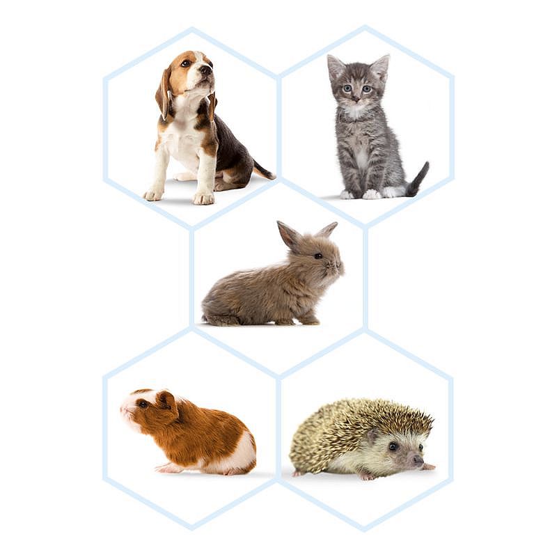 Beaphar Lactol Voedingsset (zuigflesje + speentjes) Hond Kat | 15758