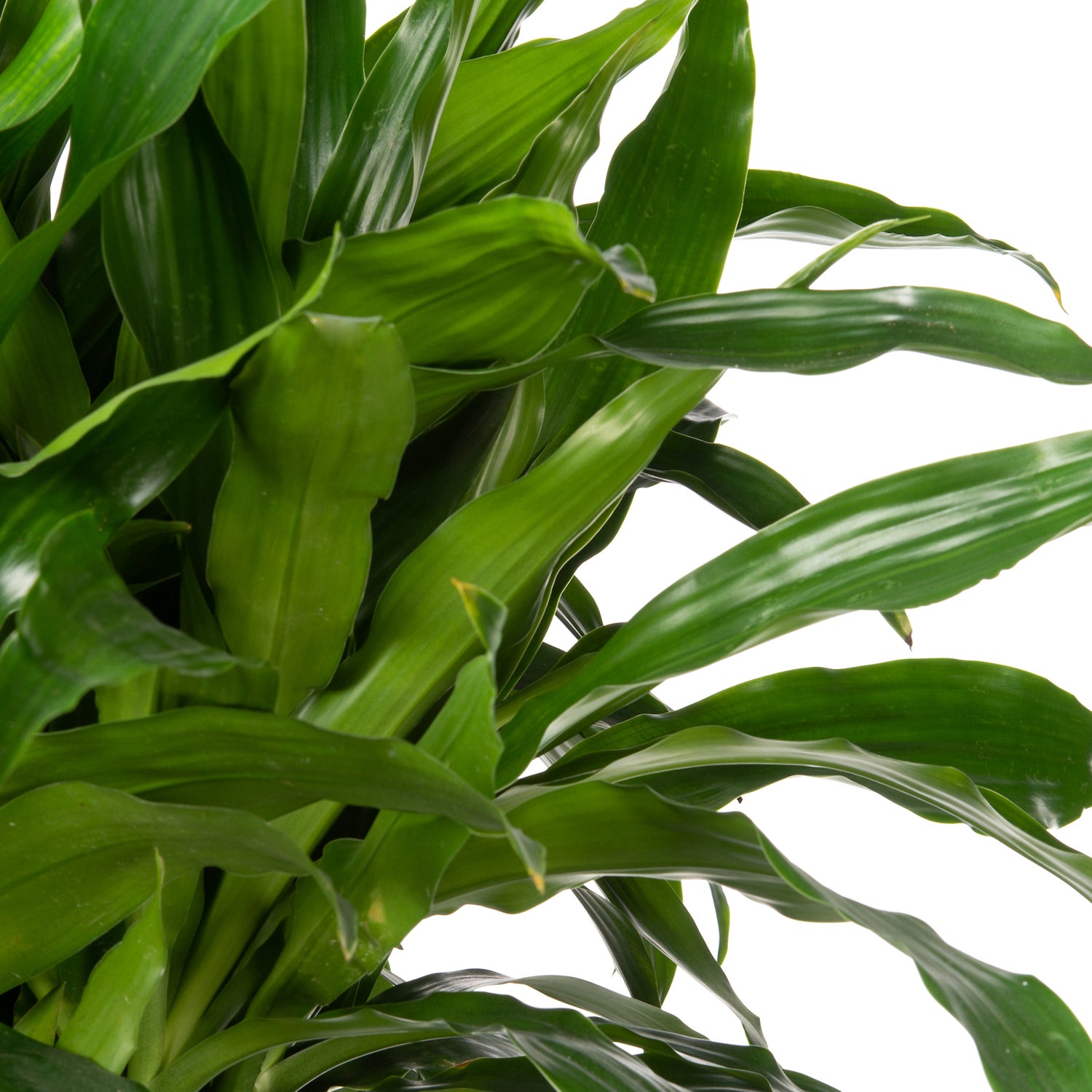Drakenbloedboom (Dracaena fragrans 'Janet Craig') D 24 H 120 cm