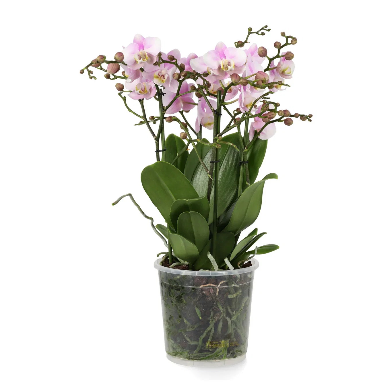 Phalaenopsis hybrid Duetto Multi Orkidé 'Duetto Multi' Høyde 50 cm