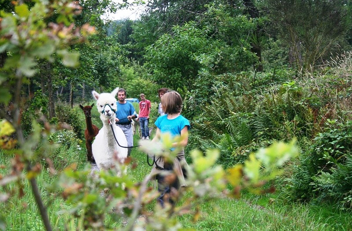 Alpaka Wanderung für 2 Neckar-Odenwald-Kreis